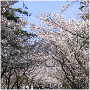夙川公園の美しい桜のトンネル！